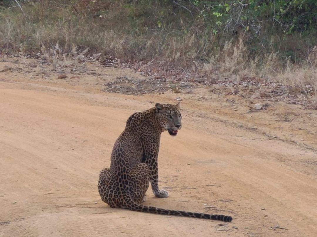 Ceylon Leopard Safari Yala-蒂瑟默哈拉默必去景点