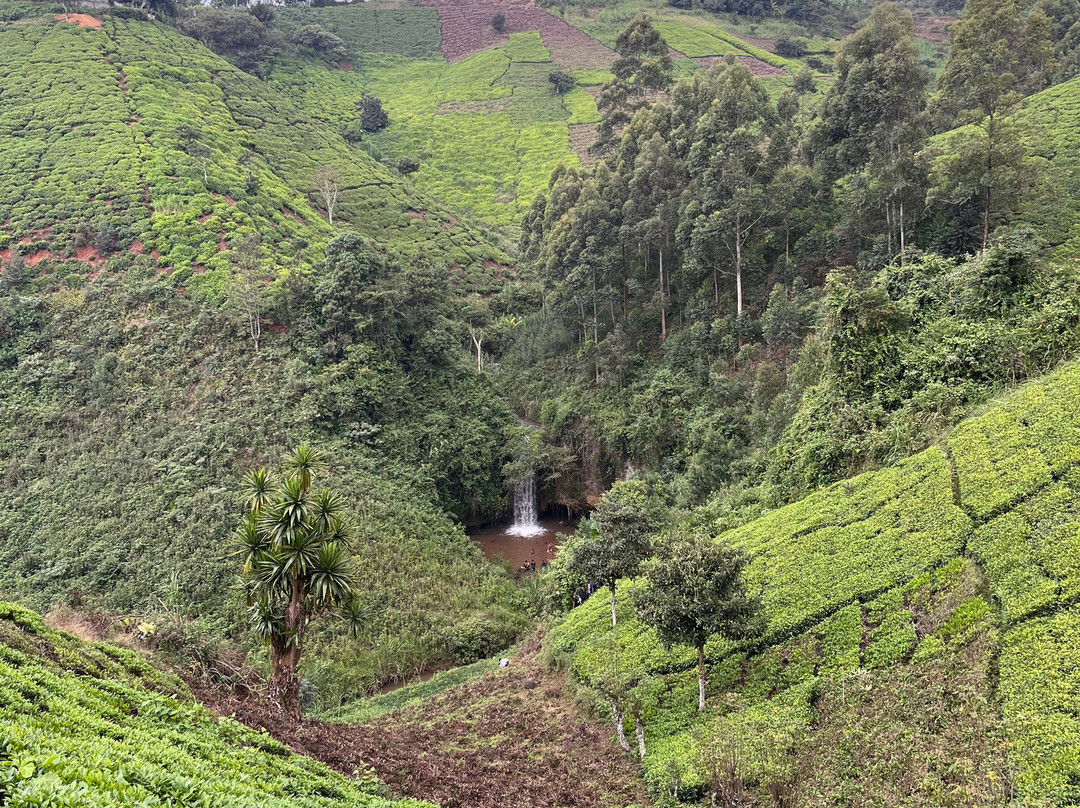 Gatamaiyu Forest-Kikuyu必去景点
