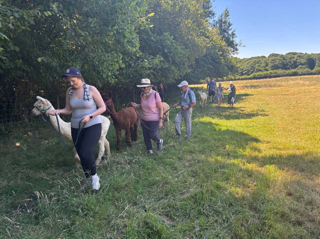 Alpaca Walking - With Spring Farm Alpacas-Fletching必去景点