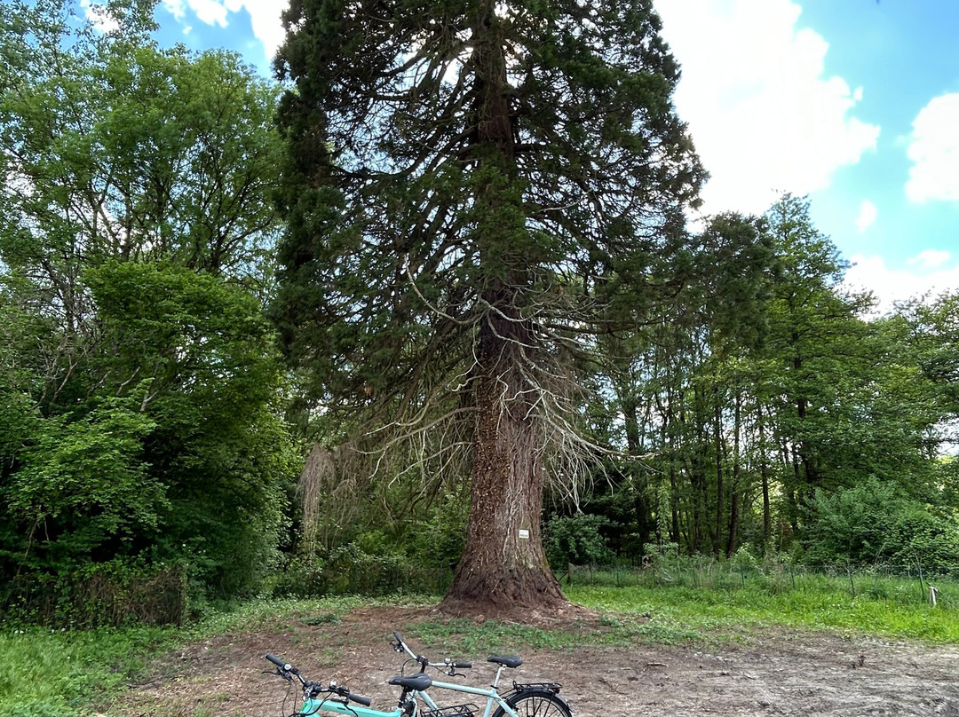 Azay le Rideau Cycles-阿泽勒丽多城堡必去景点