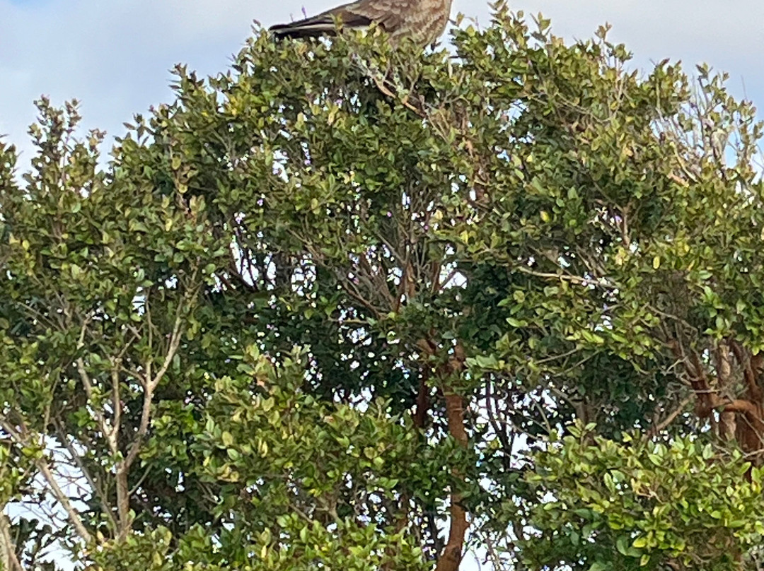 Chiloe-奇洛埃岛必去景点