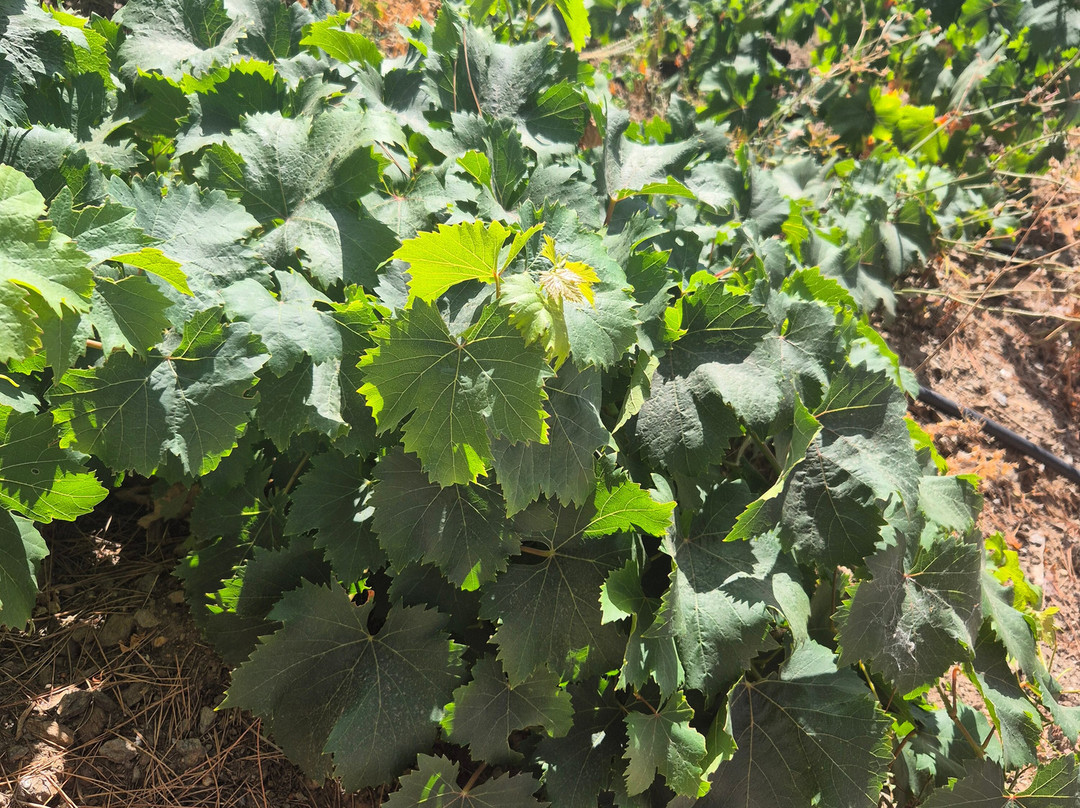 Bodegas Bentomiz-Sayalonga必去景点