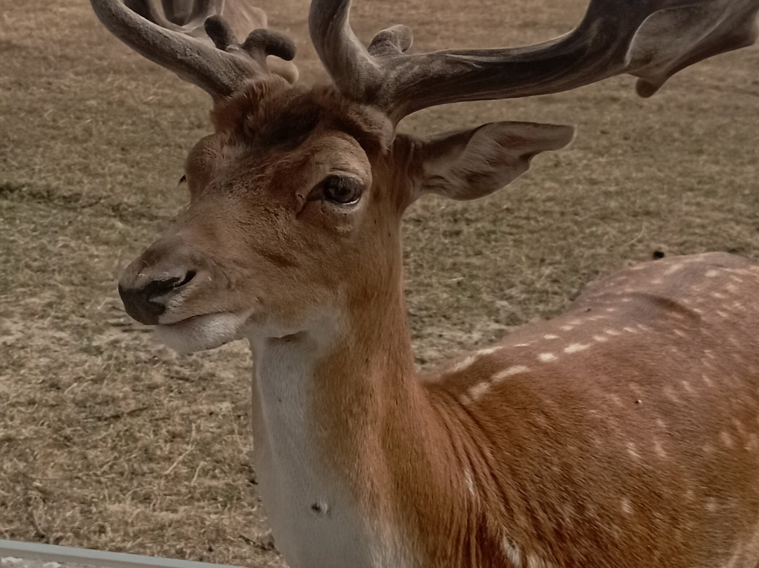 Reserve De Beaumarchais - Safari Train-Autreche必去景点