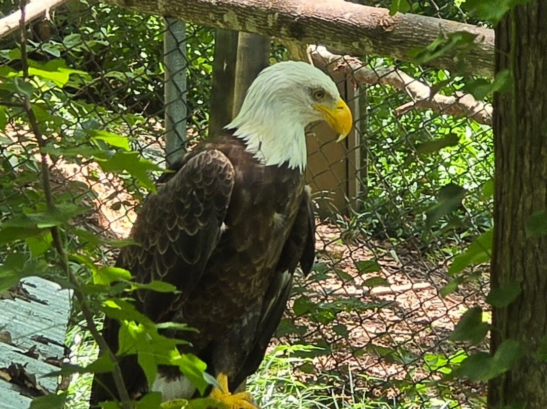 Bear Hollow Zoo-阿森斯必去景点