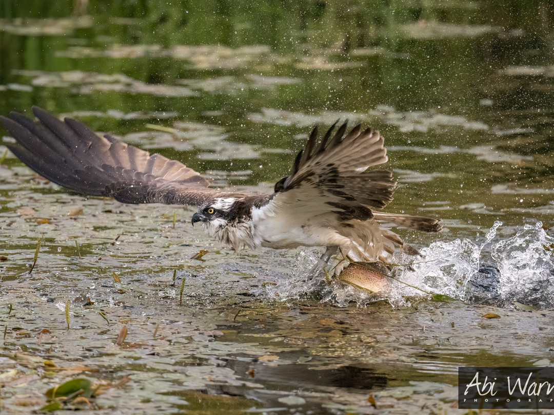 Trossachs Osprey Hide-卡兰德必去景点