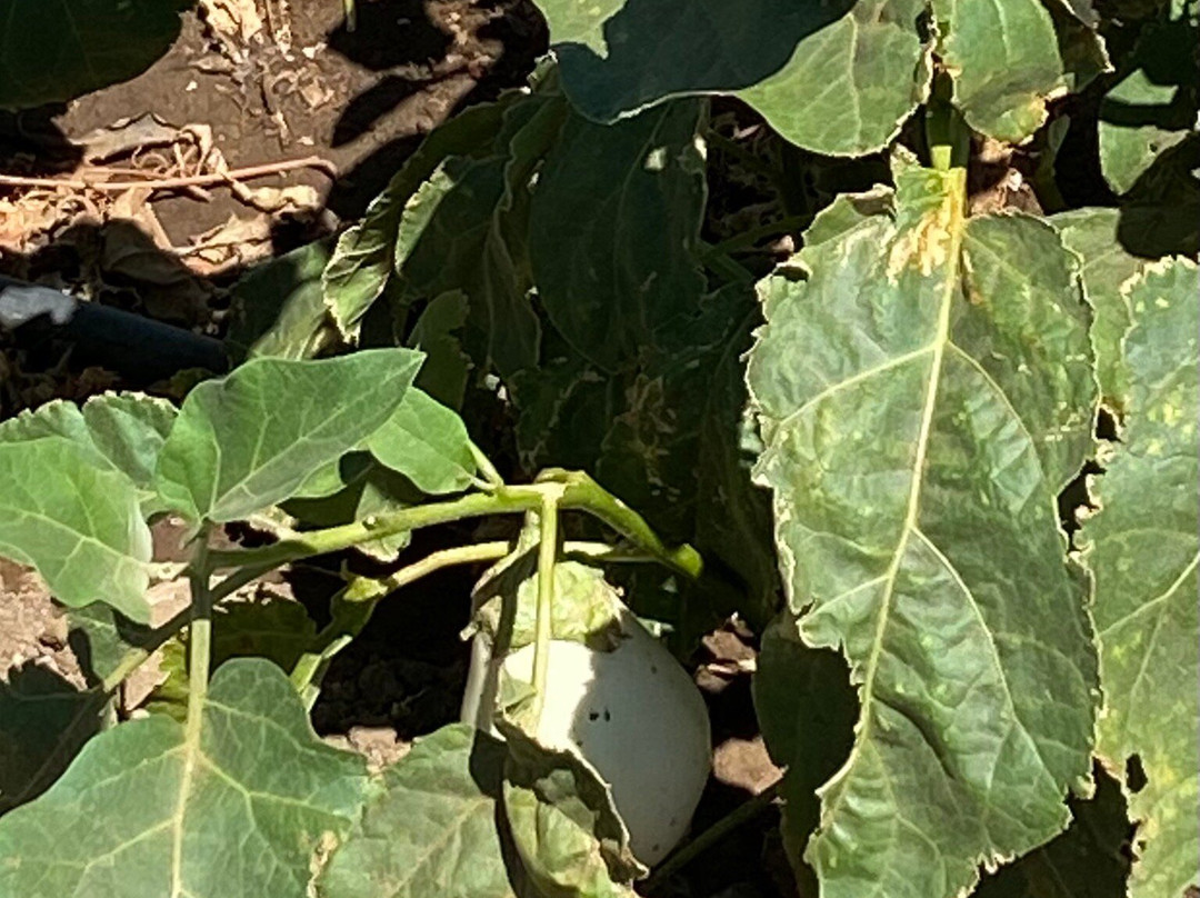 Armeos Farm Experience-Damarionas必去景点