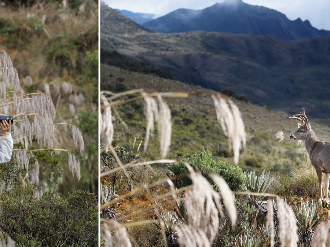 Fotografia Palma y Niebla-萨伦托必去景点