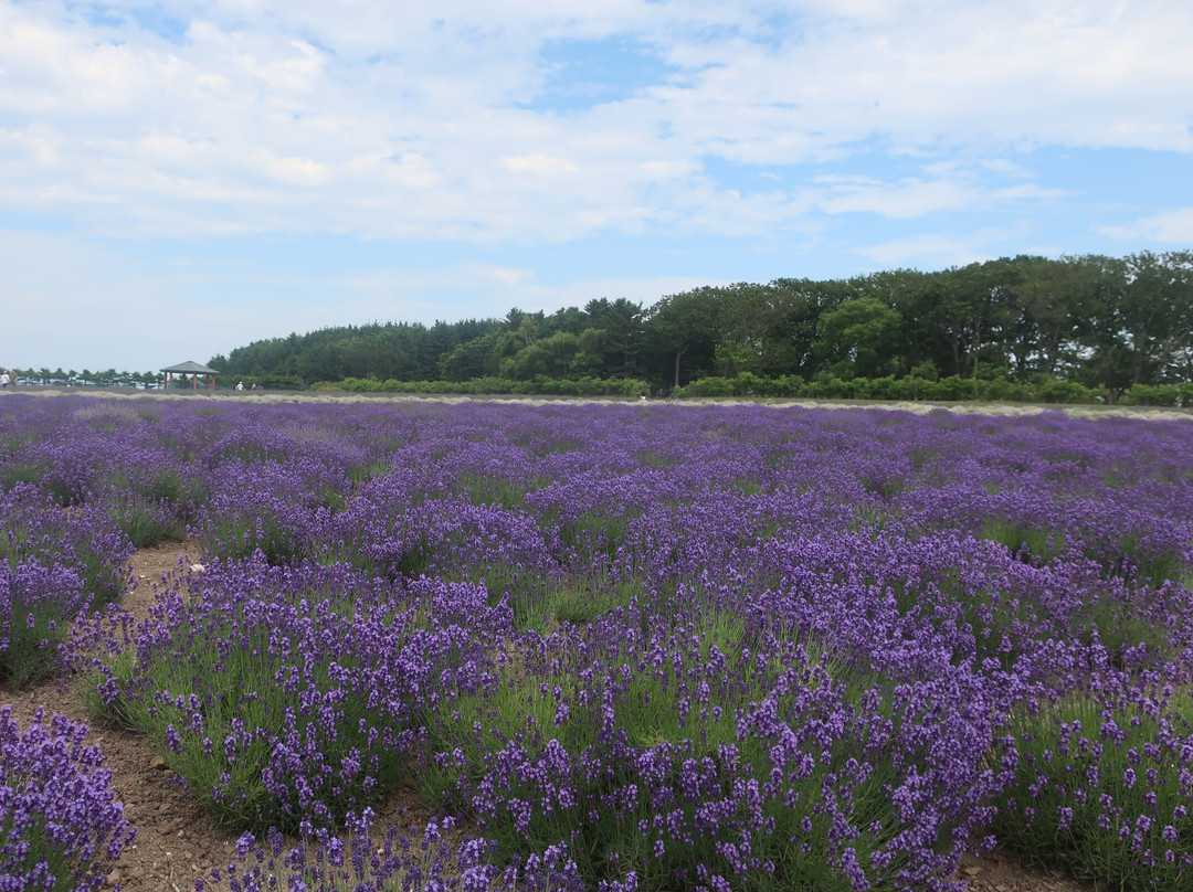 鄂霍次克流冰公园-纹别市必去景点