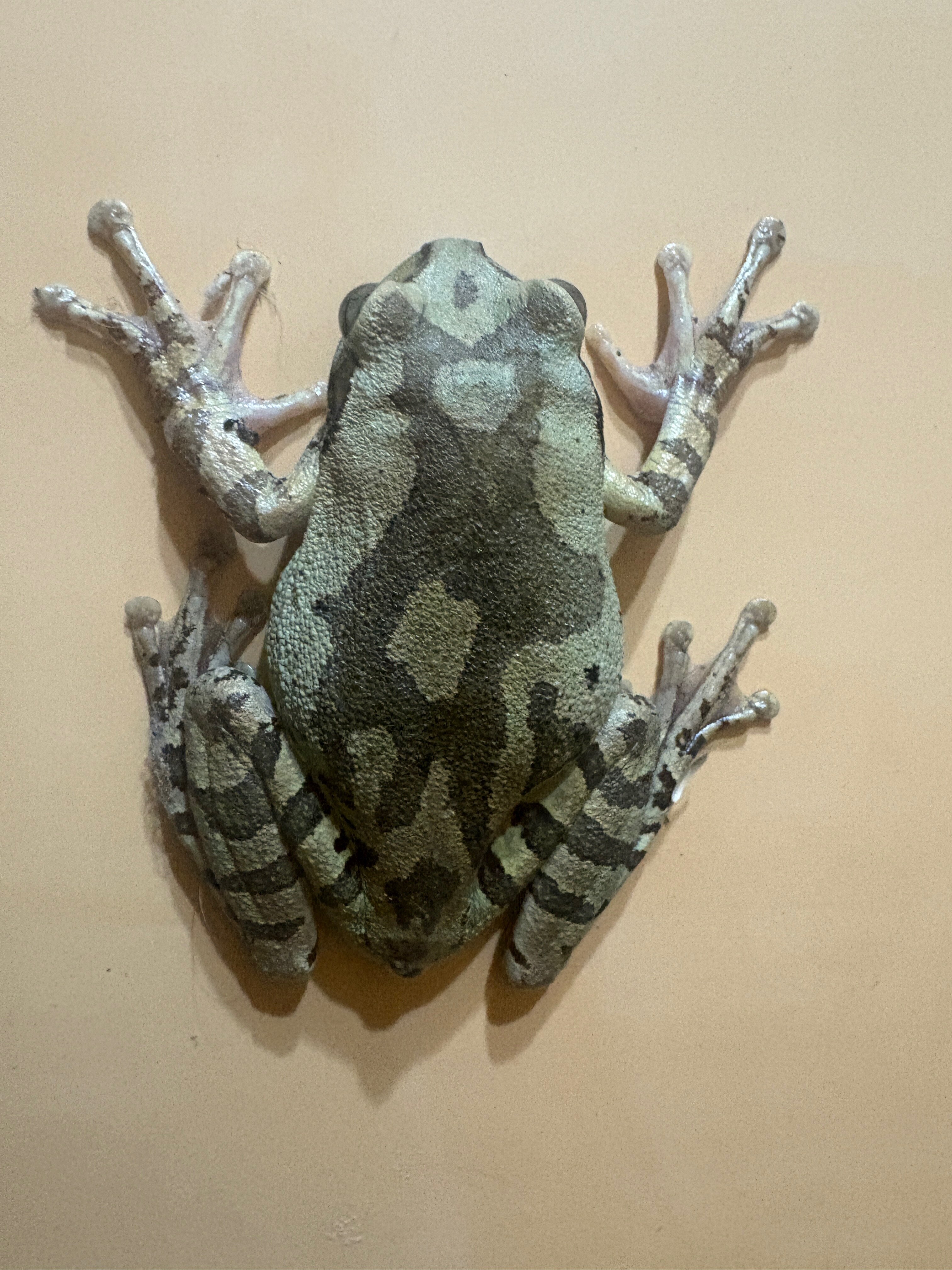 Villa Mango B&B-泳池