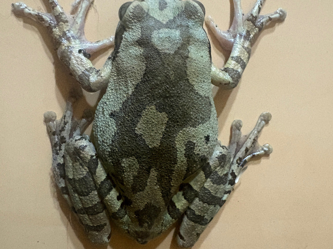 Villa Mango B&B主图