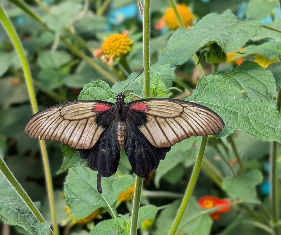 Guys Butterfly House-St Hilary必去景点