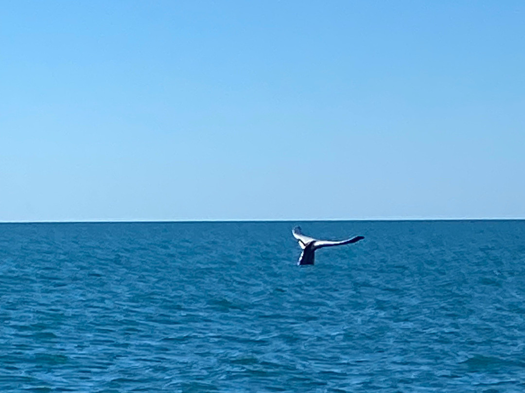Aquascene Magnetic Island-Magnetic Island必去景点