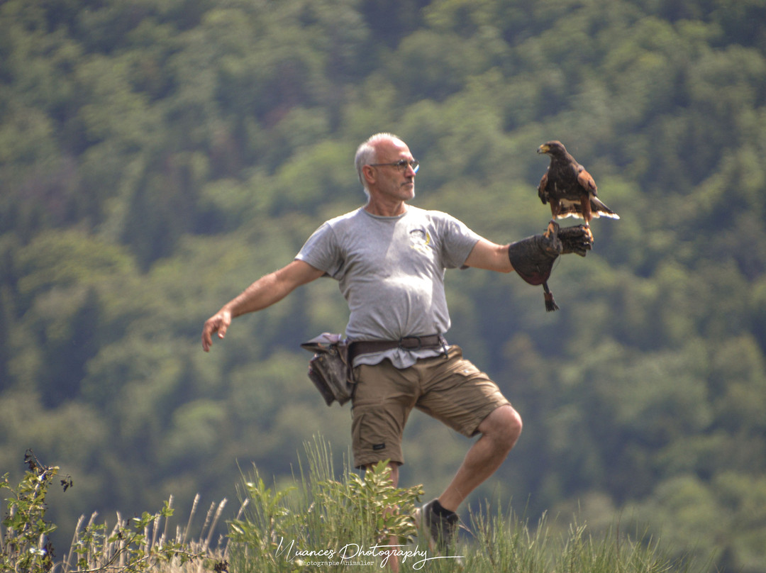 Les Aigles d'Aure - Volerie des Pyrenees-Arreau必去景点