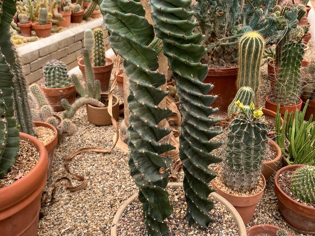 摩登热带植物园-棕榈泉市必去景点