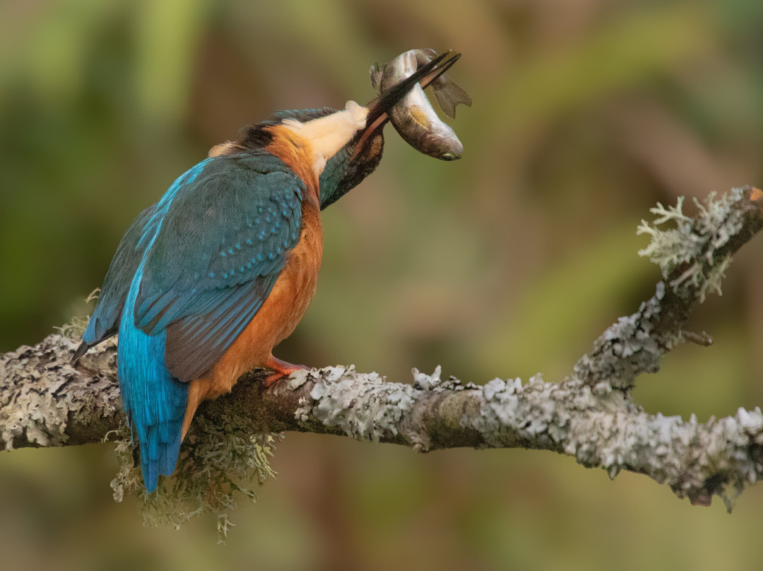 Exmoor Photography Course-迈恩黑德必去景点