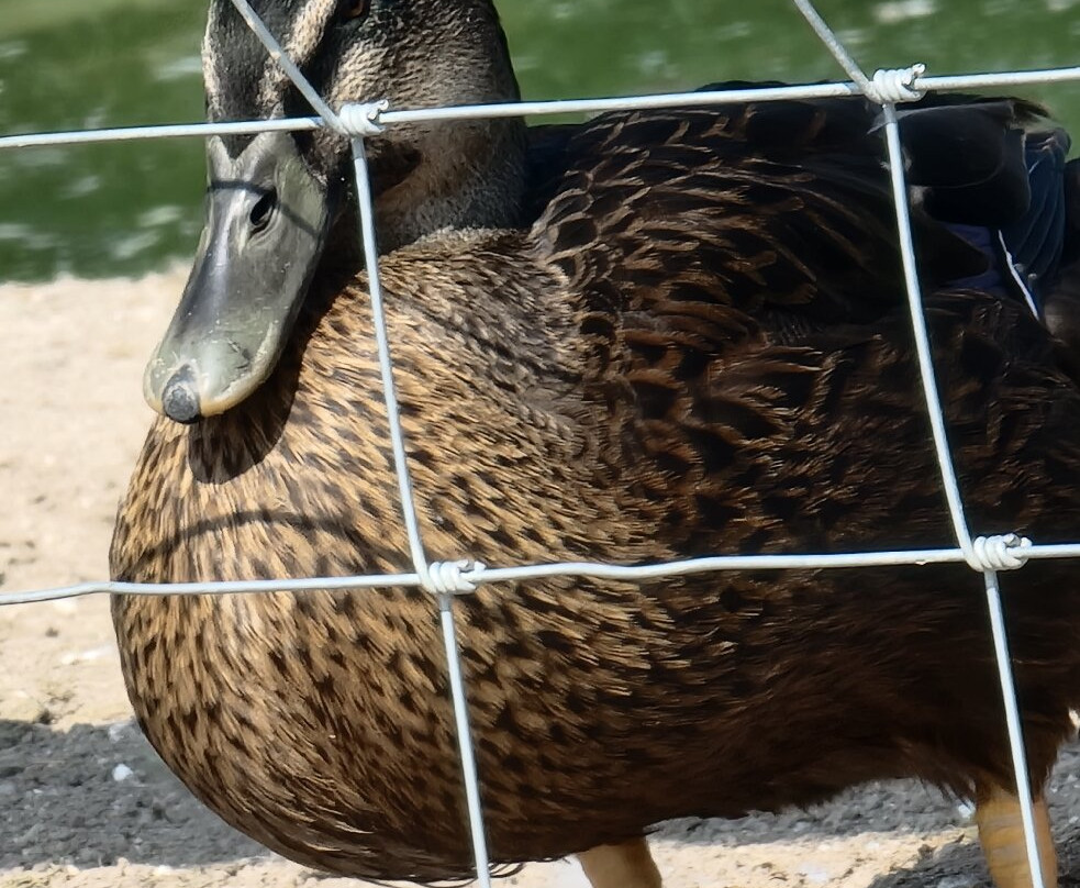 Cholderton Rare Breeds Farm-Cholderton必去景点