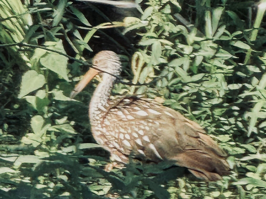 St. John's River Eco Tours, LLC-DeBary必去景点