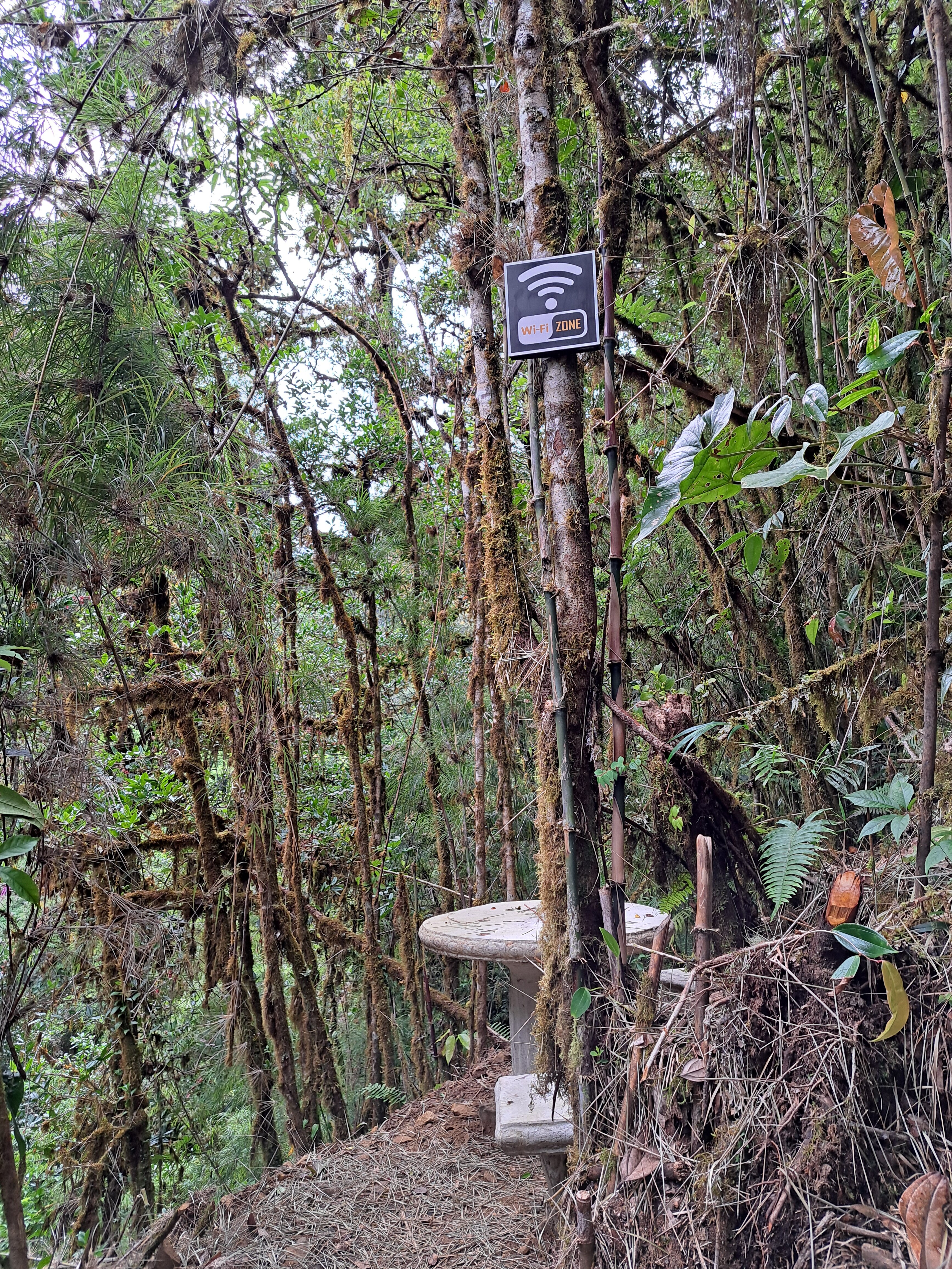 Dantica Cloud Forest Lodge-官方