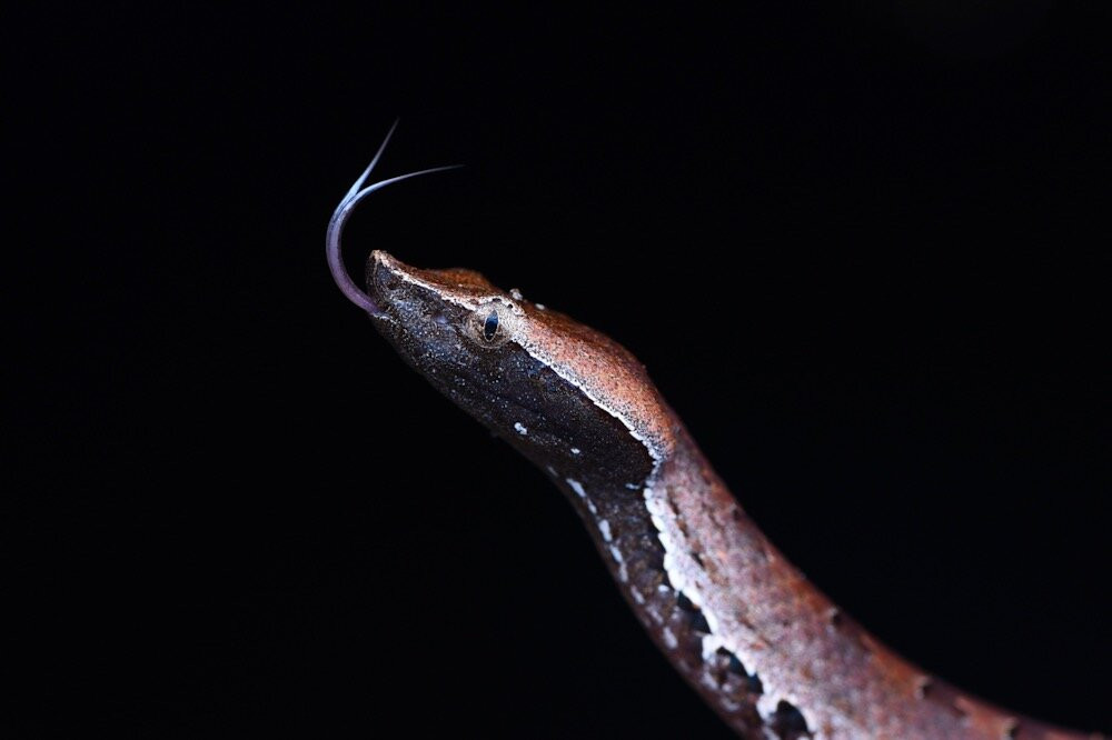 Forested India Expeditions