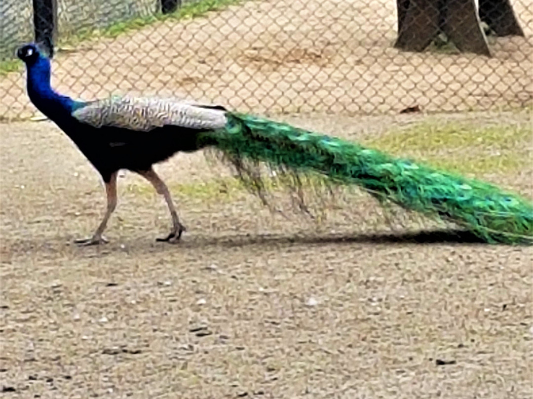 Tierpark Ströhen - Der Entdeckerzoo-Strohen必去景点