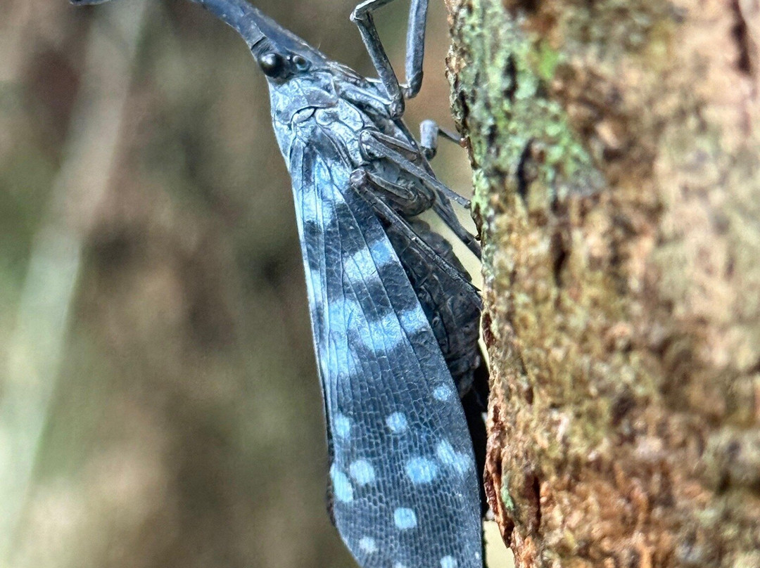 Indunil tours Sri Lanka-Deniyaya必去景点