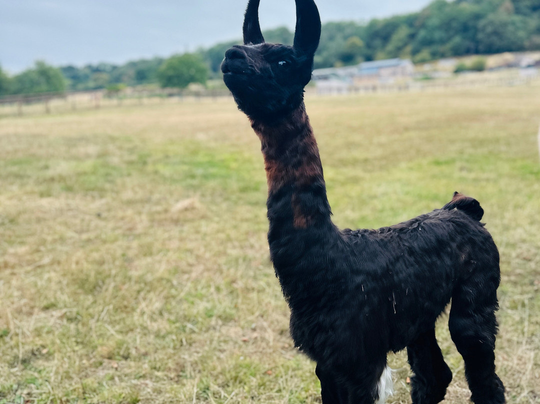 Cute Farm Experience-切普斯托必去景点