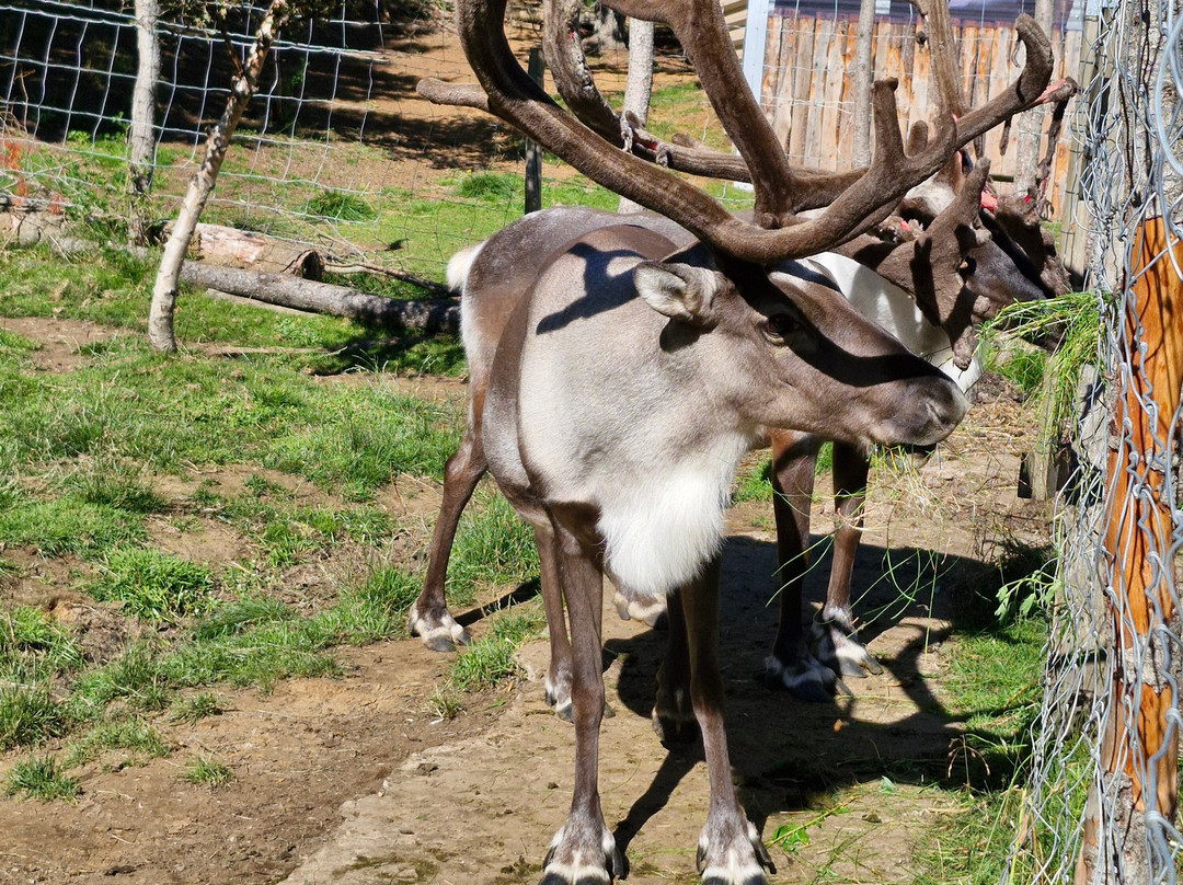 Reindeer Park / Hreindýragarðurinn-Fellabaer必去景点