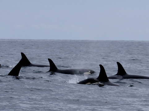 Seacor Tours-苏厄德必去景点