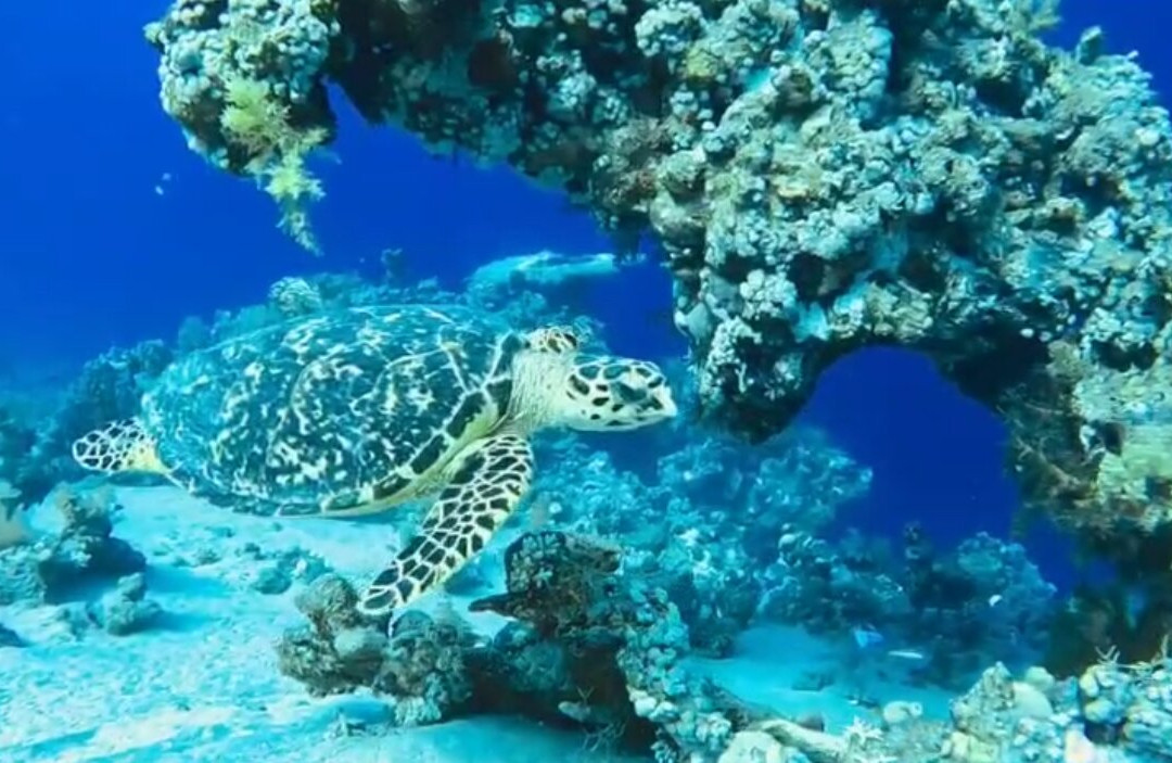 Blue Planet Diving Center-沙姆沙伊赫必去景点