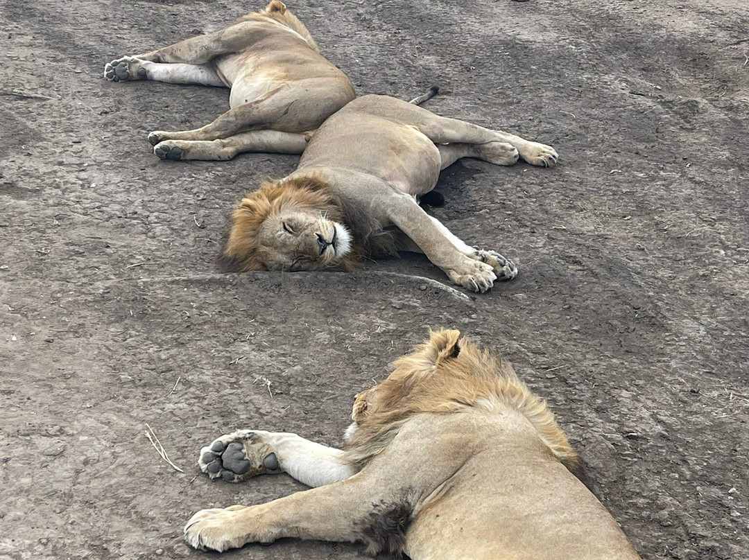 Sound Of Tanzania Explores-阿鲁沙必去景点