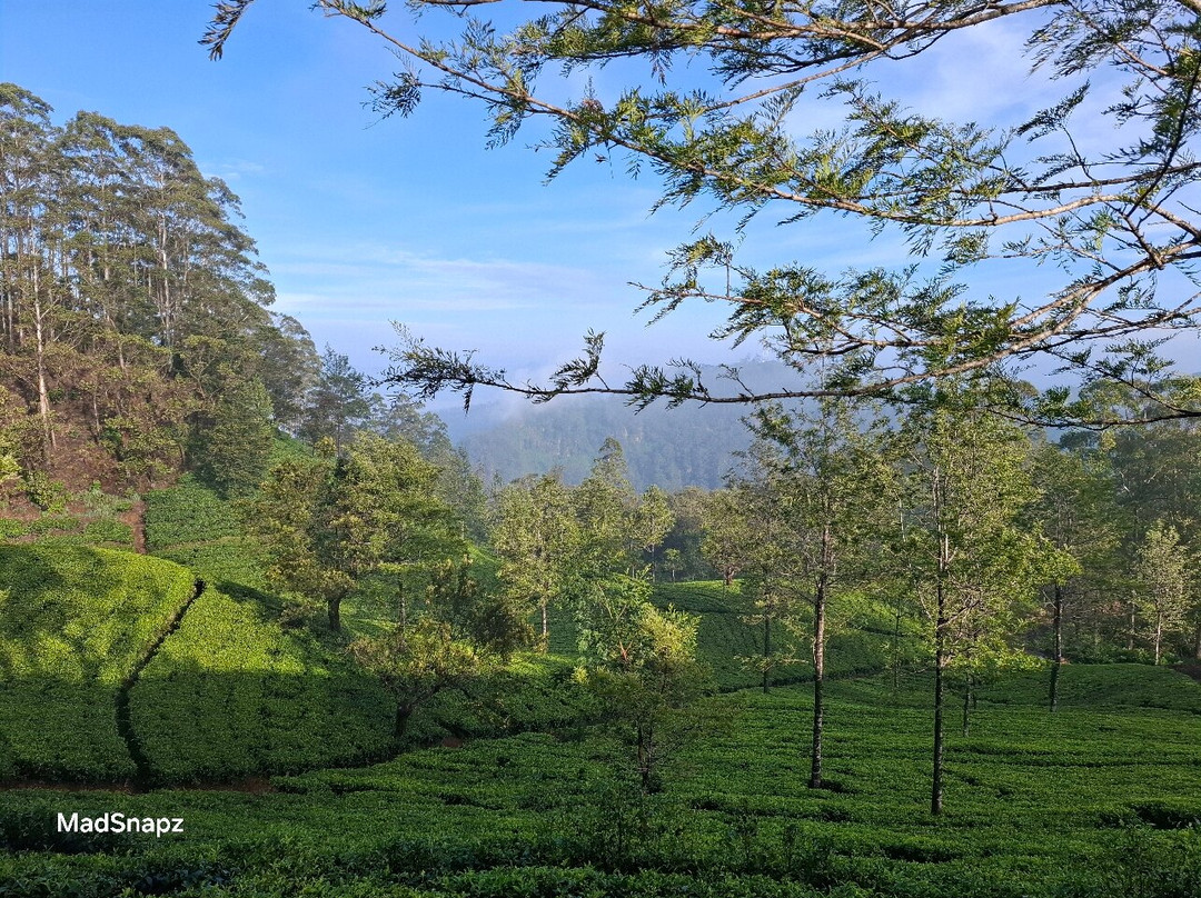 Haputale Tuk Tuk Tours-哈普特莱必去景点