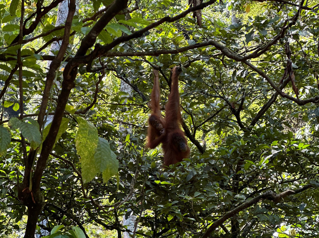 Sumatra Orangutan Tours-武吉拉旺必去景点