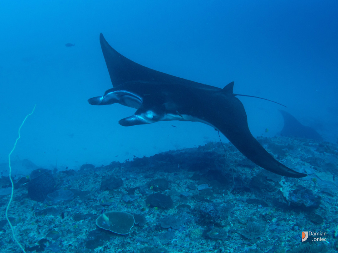 Purple Dive Penida-珀尼达岛必去景点