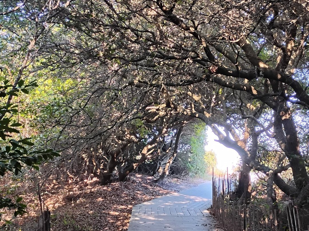 弗吉尼亚海滩-弗吉尼亚海滩必去景点