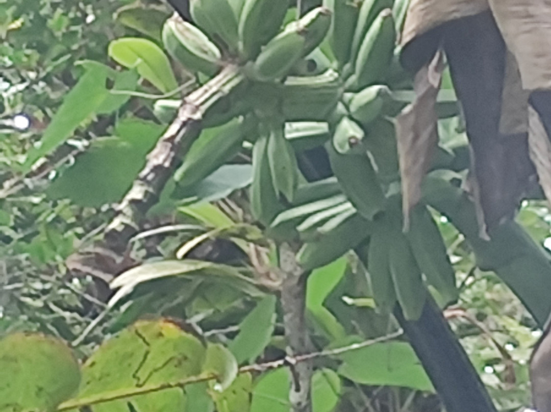 天蓬走道-亚庇必去景点