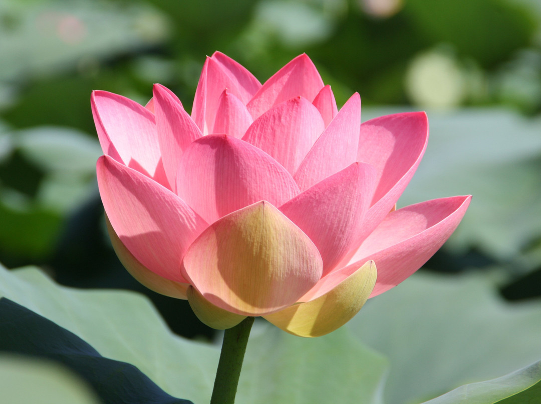 Navigazione Mincio-Rivalta sul Mincio必去景点