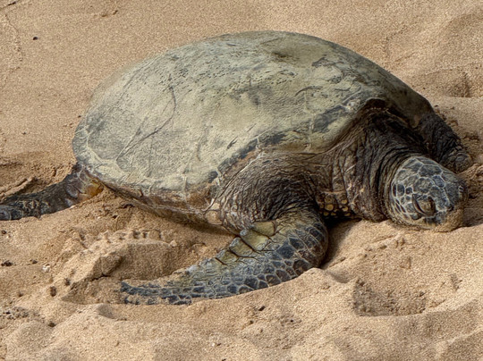 OUI TOUR MAUI-拉海纳必去景点