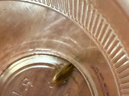 Fort Washington Inn主图