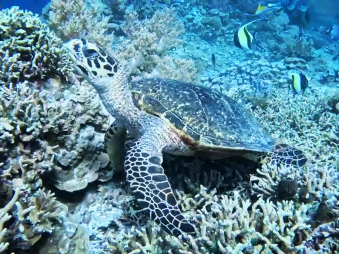 Nemo Divers Bali-佩母德兰必去景点