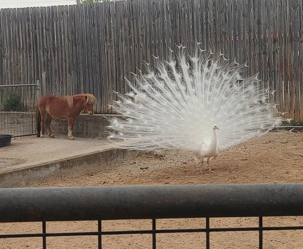 Tulsa Zoo-塔尔萨必去景点