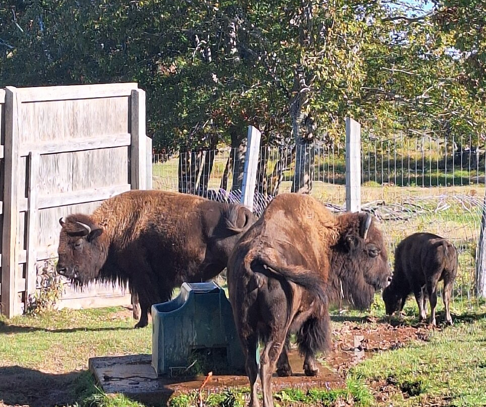 Buffaloland Provincial Park-Montague必去景点