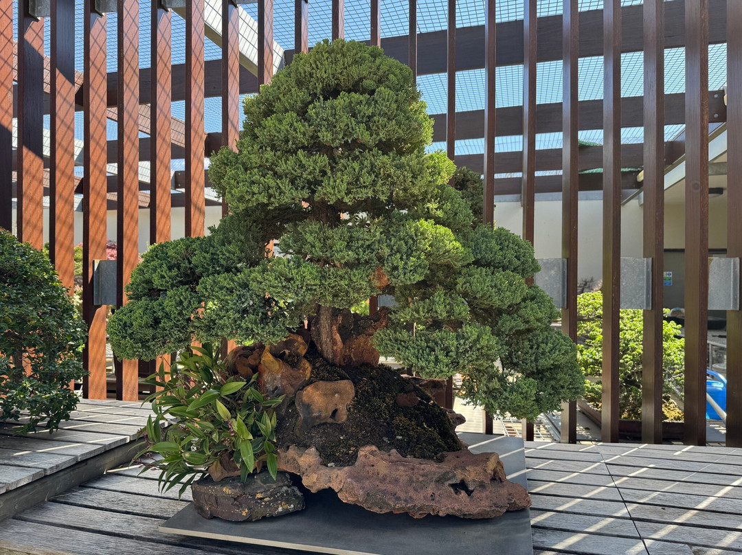 National Bonsai & Penjing Collection-Molonglo Valley必去景点
