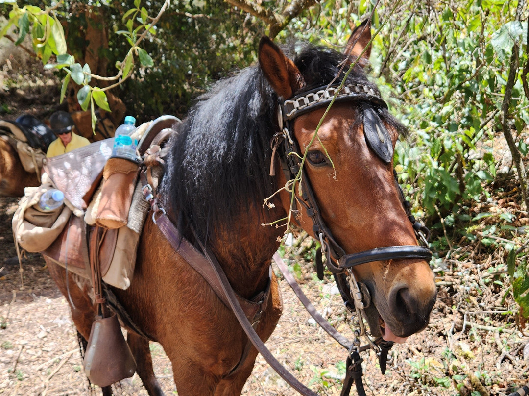 Auri Peru Travel-库斯科必去景点