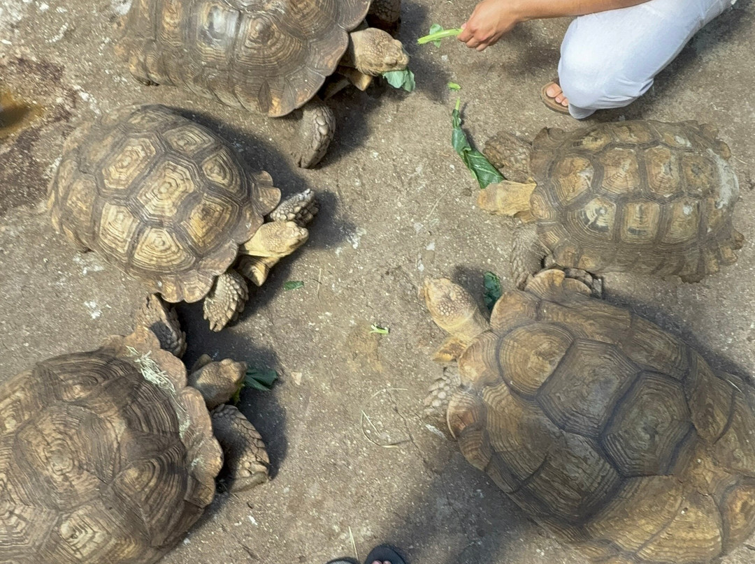 Croc Encounters-坦帕必去景点