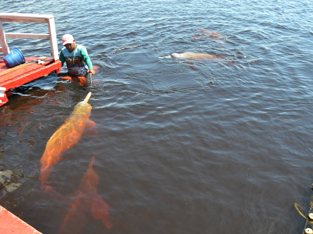 Pink Dolphins Floating Platform-Novo Airao必去景点