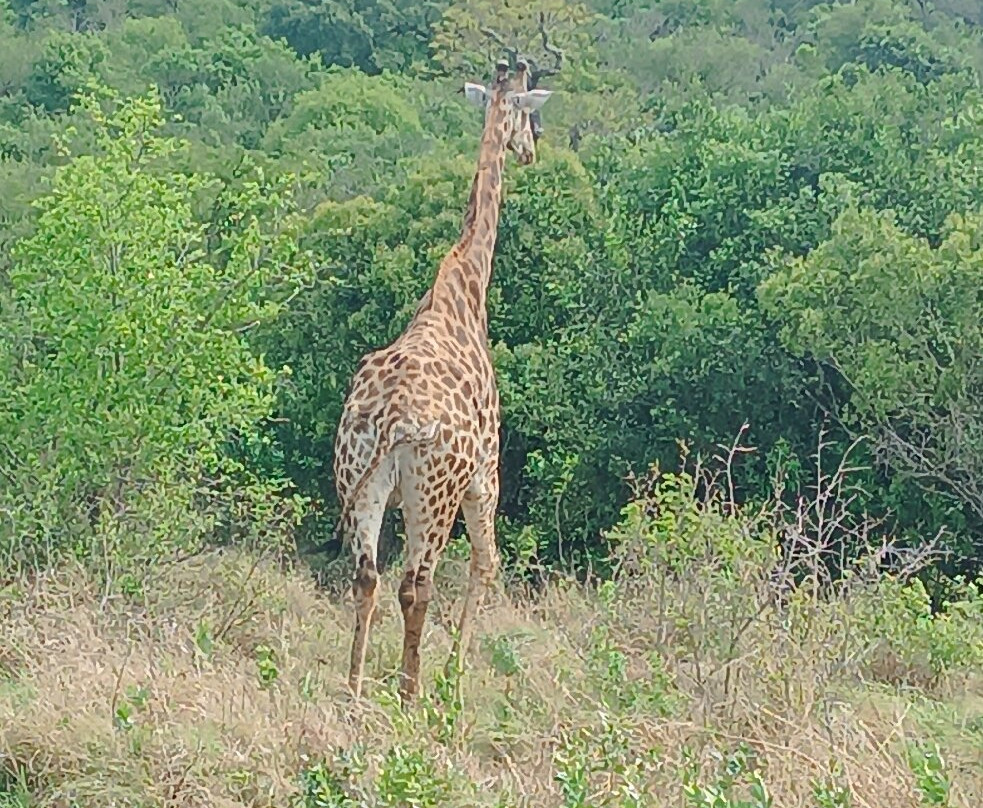 EuroZulu Guided Tours & Safaris-圣露西亚必去景点