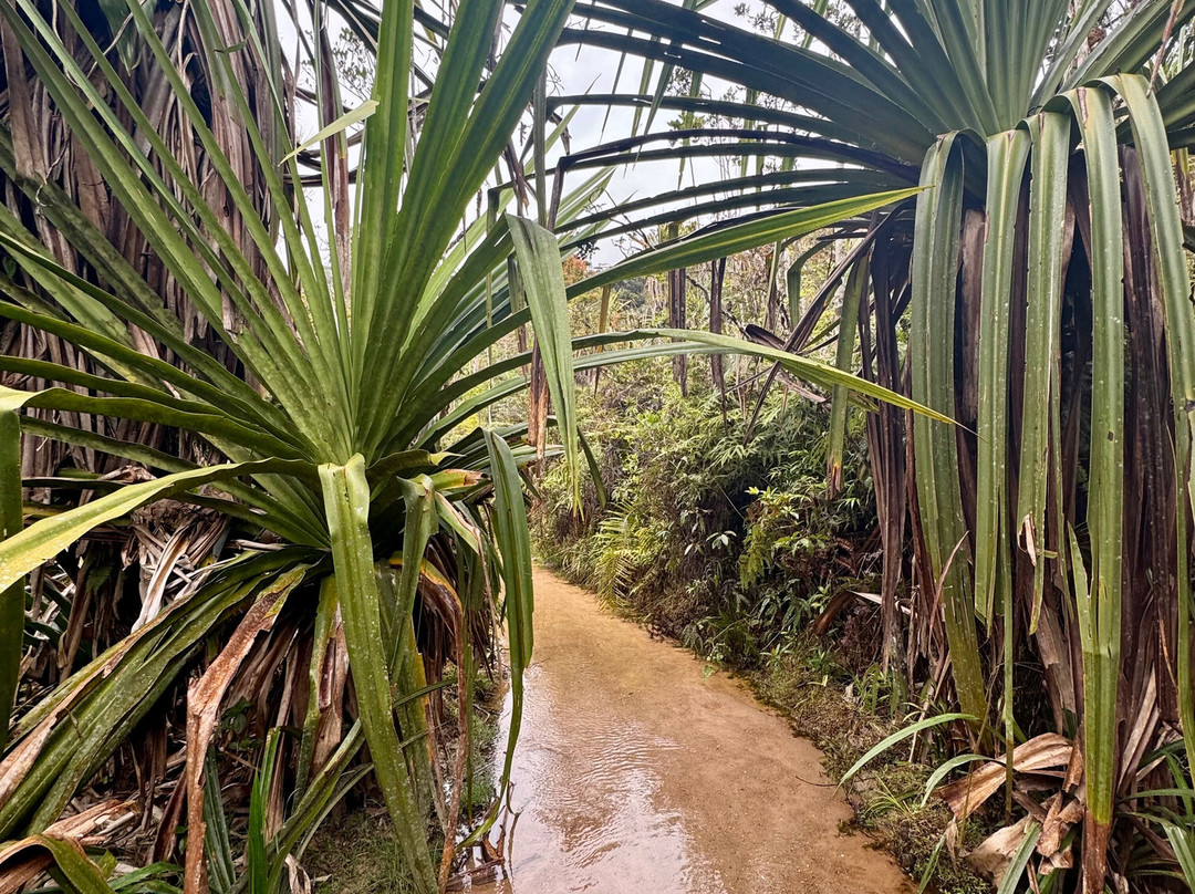 Parc National de l'Andringitra-Ambalavao必去景点