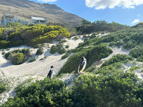 Cape Town In A Nutshell-开普敦中心区必去景点