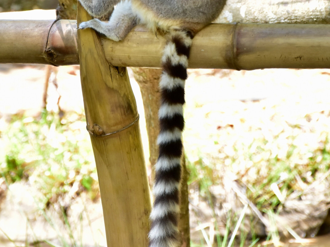 Lemuria Land-诺西贝必去景点