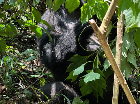 Kanungu酒店住宿-Silverback